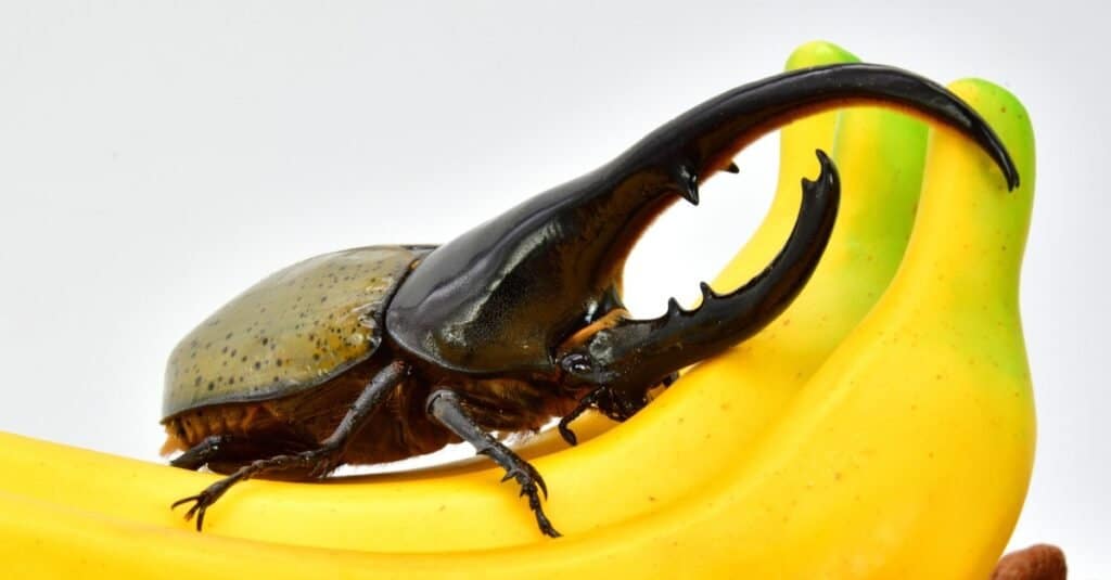 Hercules beetle sitting on bananas.