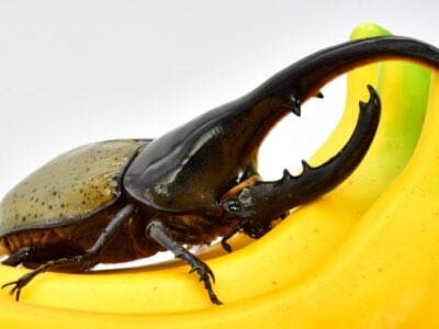 Hercules Beetle Insect Facts Dynastes Hercules AZ Animals