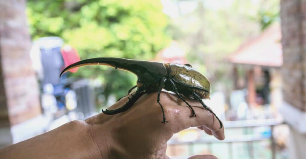 A large male Hercules beetle (Dynastes hercules), beetle on a person's hand.