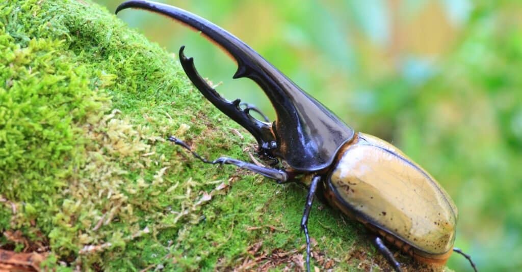Hercules beetle (Dynastes hercules) on a moss-covered branch in Ecuador.