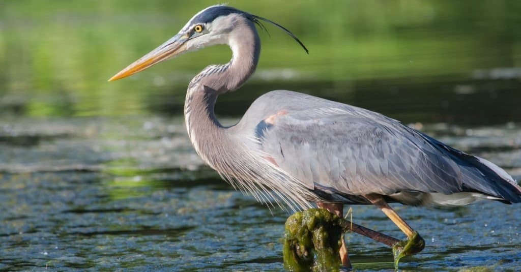 Great Blue Heron fishing in the low lake waters.