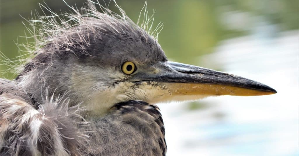 A closeup shot of very young Grey Heron (Ardea cinerea) fledgling