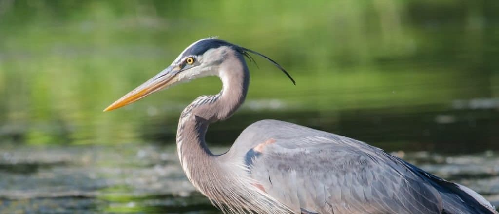 Great Blue Heron fishing in the low lake waters.