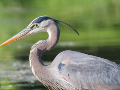 australian wildlife essay