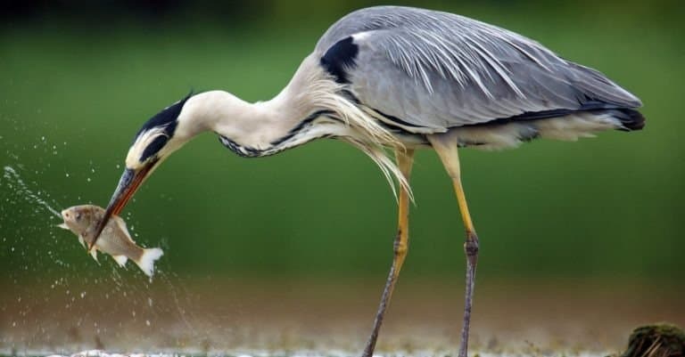 The grey heron (Ardea cinerea) standing and fishing in the water.