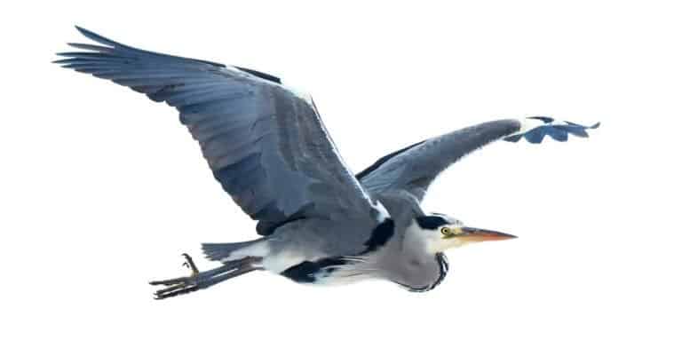 Grey Heron (Ardea cinerea) in flight isolated on a white background