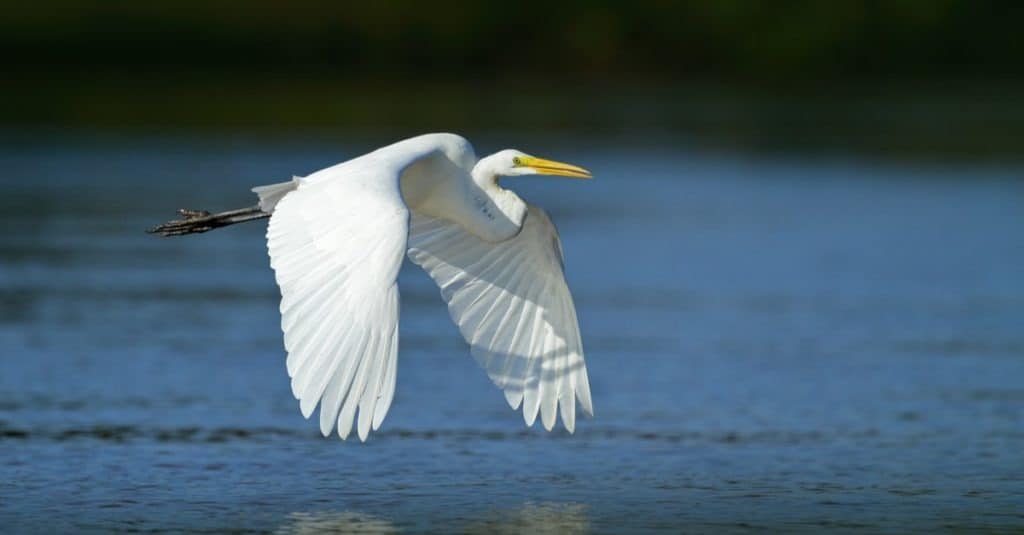 White Heron in flight over water