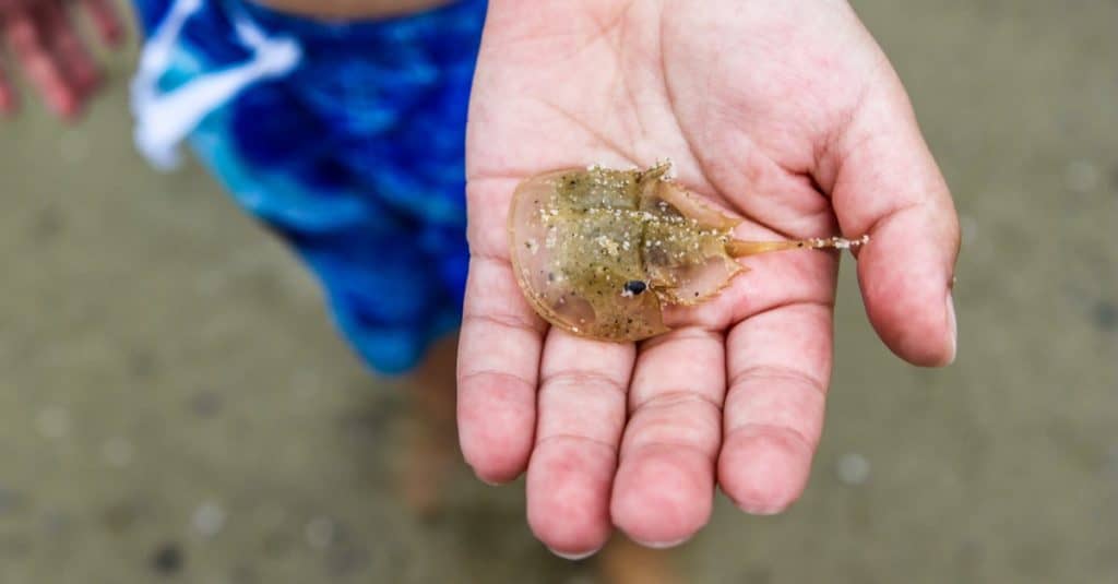 Child holding baby horseshoe crab in the hand on a beach.