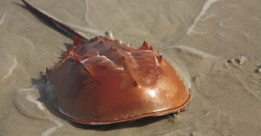 Close-up of Horseshoe Crab on the sand.