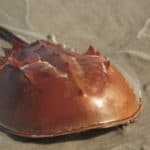 Horseshoe crab