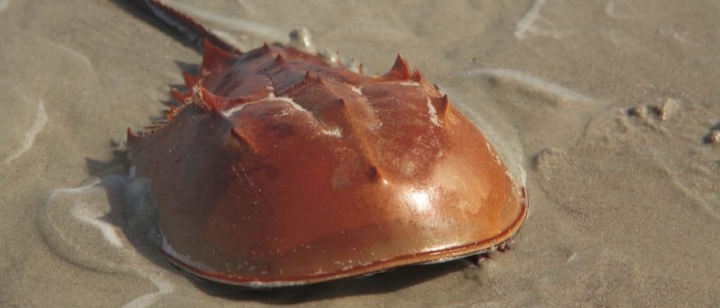 Horseshoe Crab close-up