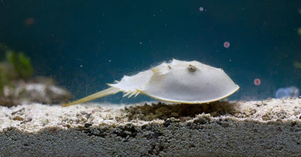 Horseshoe crab (the oldest prehistoric creature in the world) in aquarium. Used in pharmacy because of blue blood.