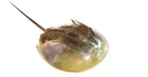 10 Incredible Horseshoe Crab Facts Picture