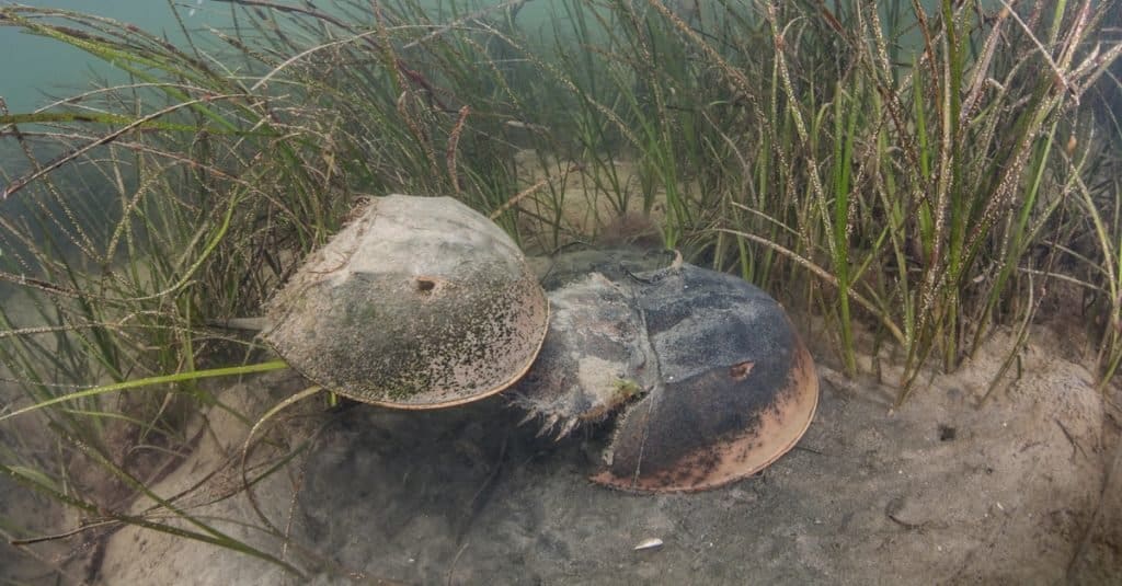 A pair of Atlantic horseshoe crabs (Limulus polyphemus) mate. These crabs are marine chelicerate arthropods commonly found from the Gulf of Mexico up to <a href=