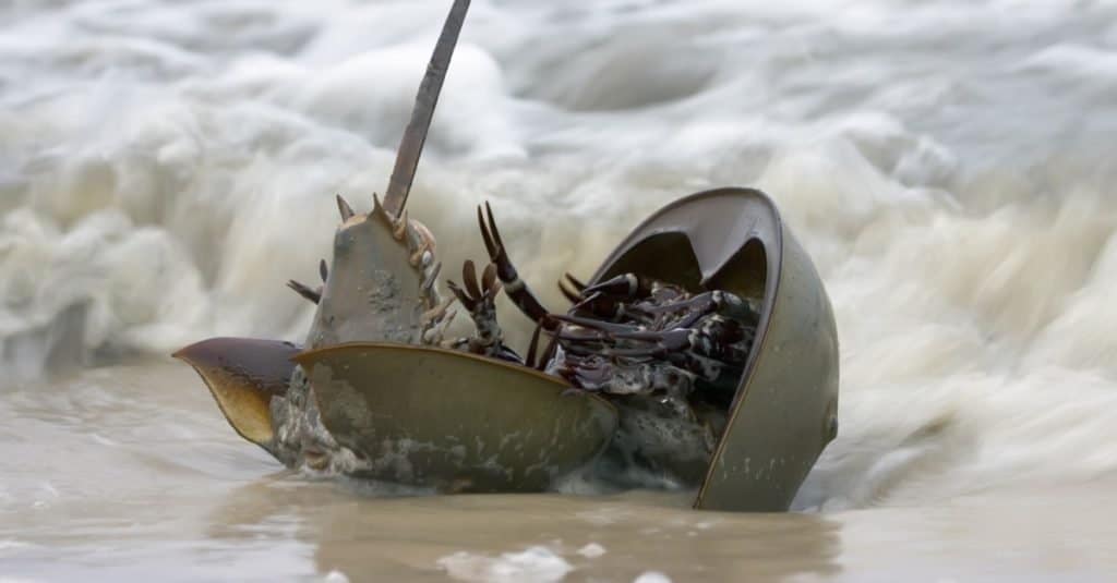 A pair of Horseshow crabs in the surf, spawning.