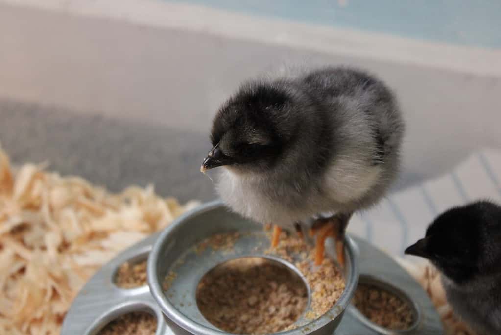 Sapphire Olive Egger chick