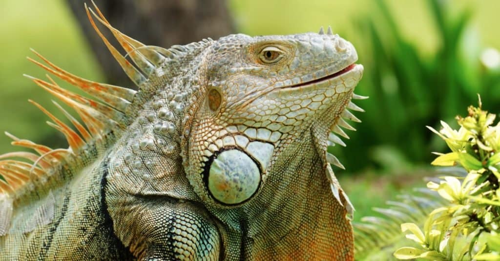 Green iguana also known as the American iguana