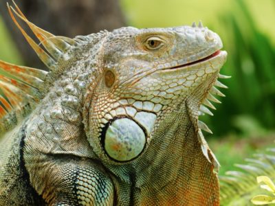 Iguana Animal Facts - AZ Animals