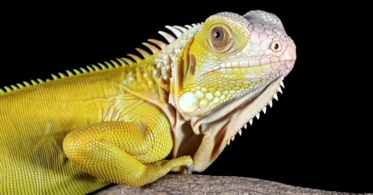 Head of the yellow albino iguana closeup