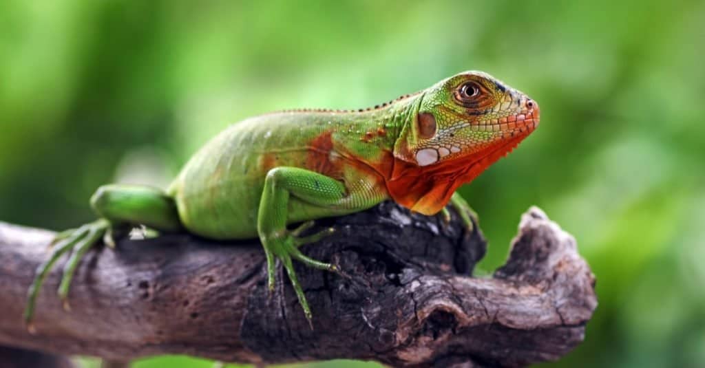 A baby red iguana. 