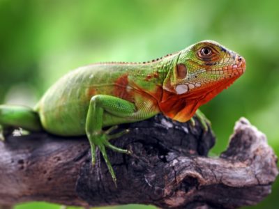 Iguana Animal Facts - AZ Animals