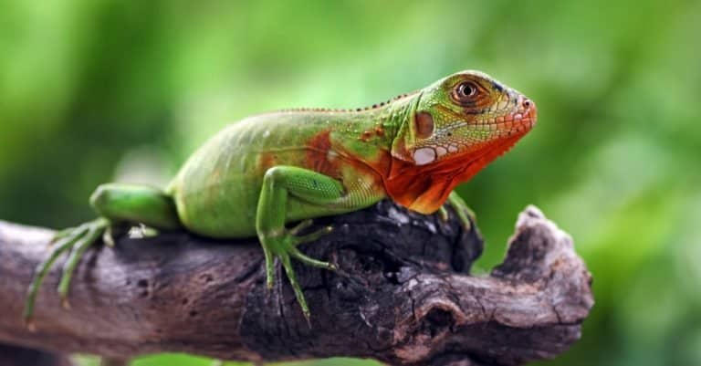 Baby red iguana on a branch