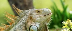 Green iguana also known as the American iguana