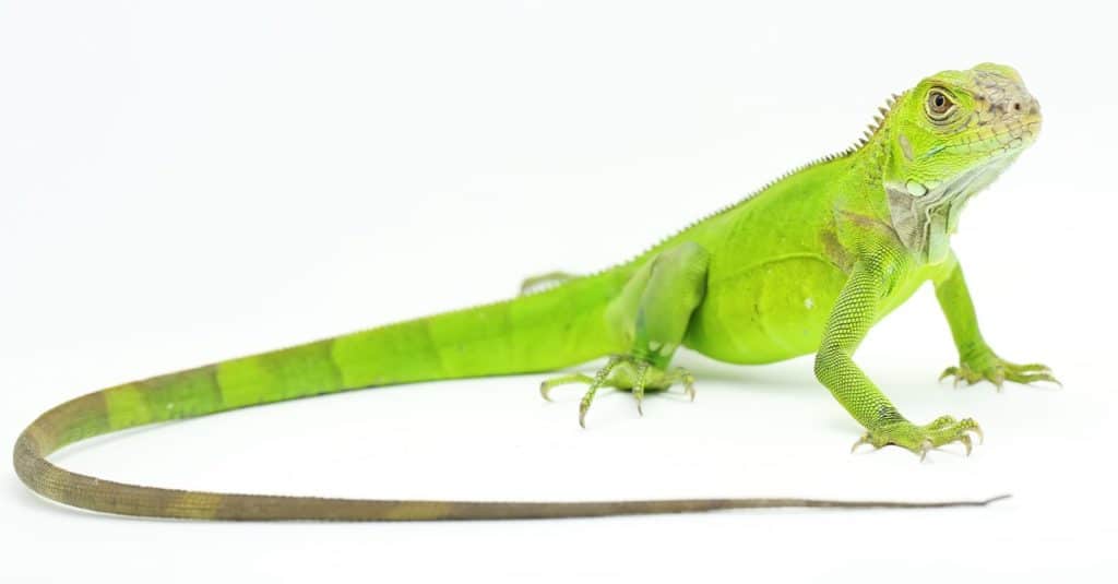 A green iguana (Iguana iguana) is sunbathing, isolated on white background.