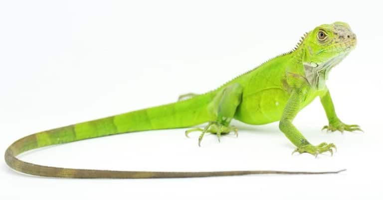 A green iguana (Iguana iguana) is sunbathing, isolated on white background.