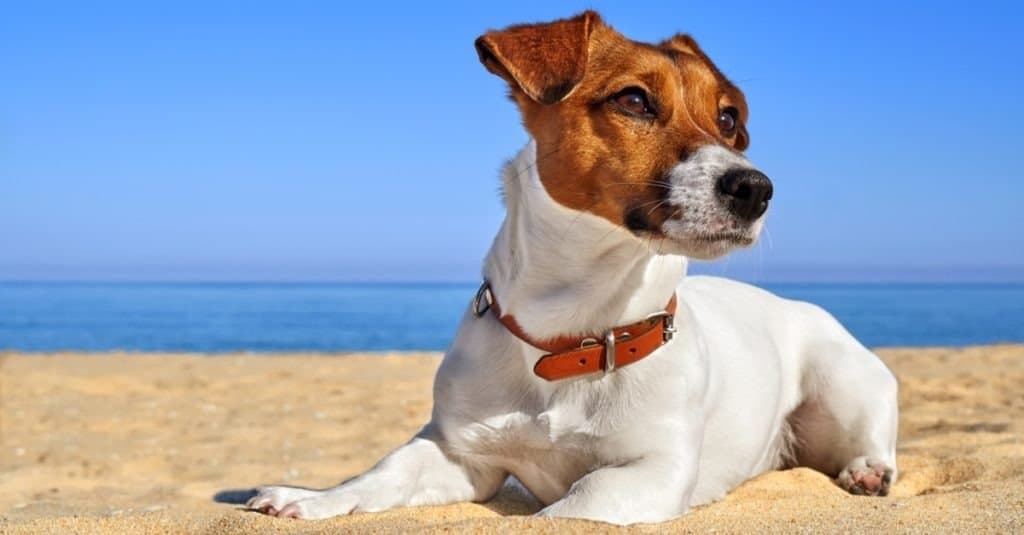 Jack Russell Terrier playing on the beach at sunset