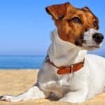 Jack Russell Terrier