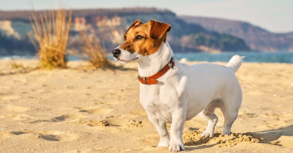Portrait of Jack Russell Terrier, a dog playing on the beach.
