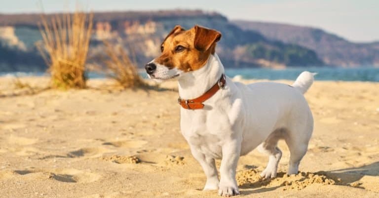 Portrait of Jack Russell Terrier, a dog playing on the beach.