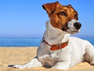 A Jack Russells