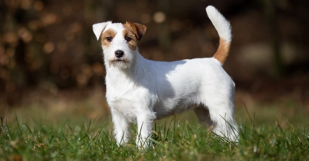 Purebred Jack Russell Terrier dog on the grass outdoors on a sunny spring day.