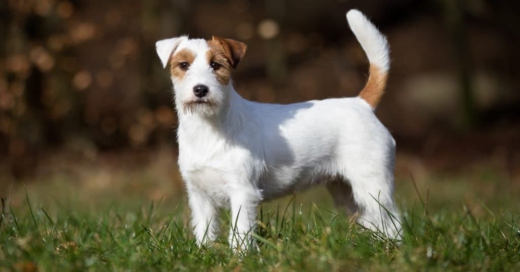 Pedigree Jack Russell Terrier dog outdoors on grass field on a sunny spring day.