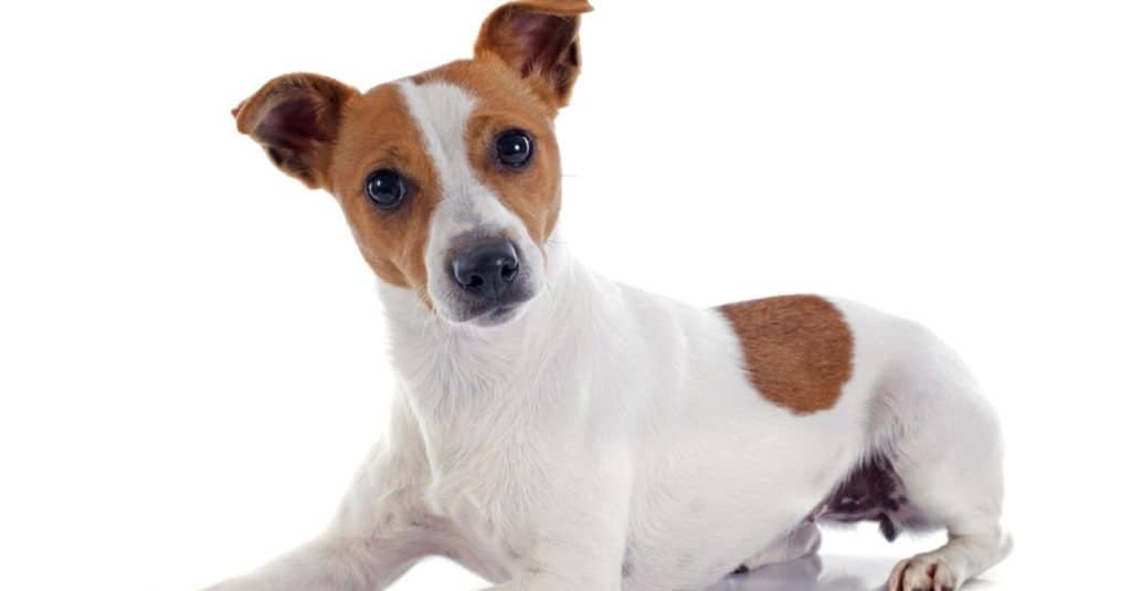 Purebred Jack Russel terrier in studio
