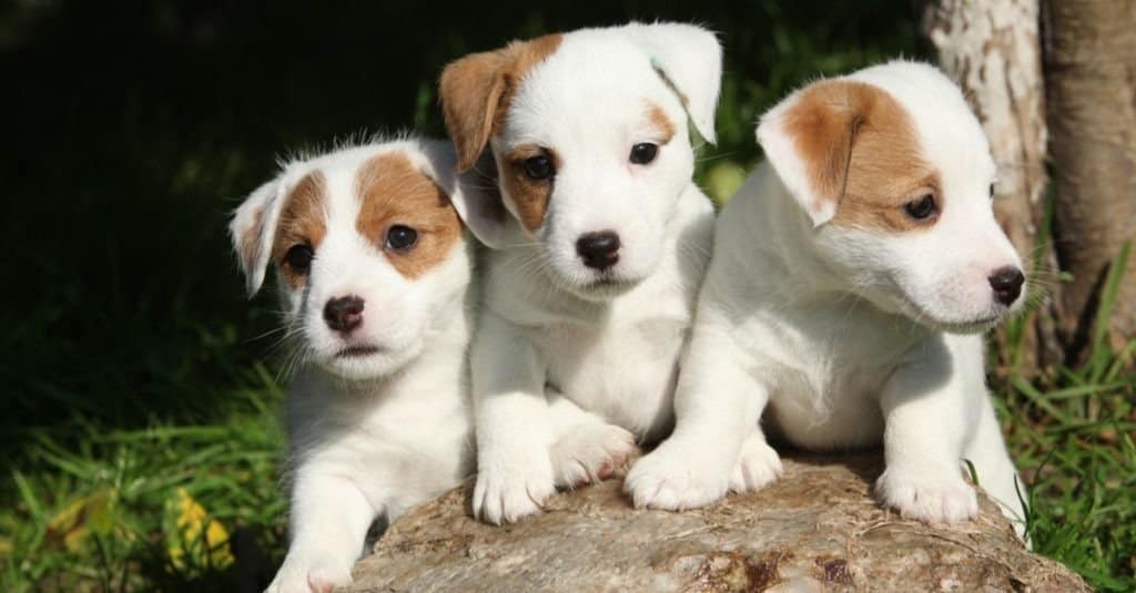 Gorgeous puppy of Jack Russell Terrier in the garden
