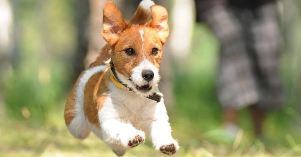 Jack Russell Terrier playing with toy