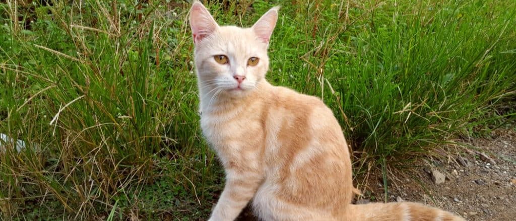 A Javanese cat with white and brown fur and head. The type of cat that only lives in Southeast Asia