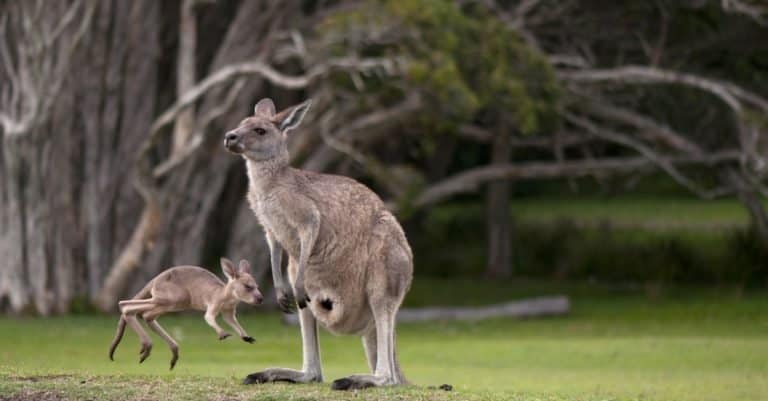 Young kangaroo, little joey jumping around its mother
