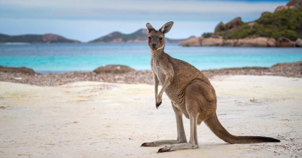 Kangaroo at Lucky Bay in the Cape Le Grand National Park near Esperance, Western Australia