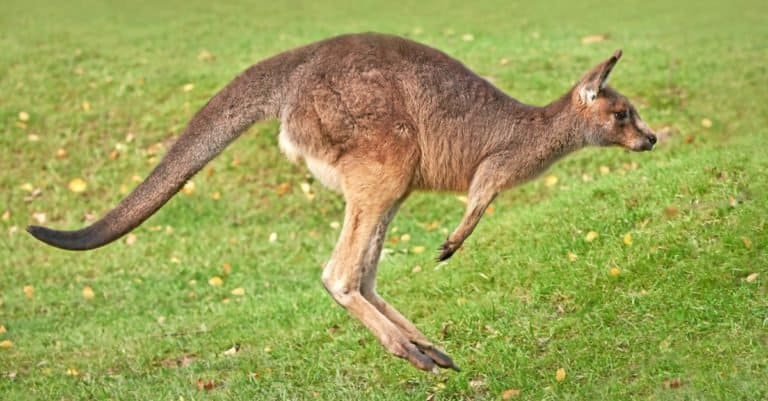 Eastern grey kangaroo (Macropus giganteus) jumping in grass in its habitat