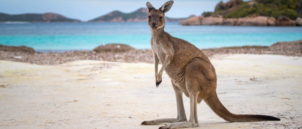 Kangaroo Animal Facts - AZ Animals