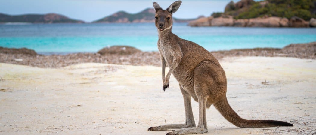 Kangaroo Animal Kangaroo Animal