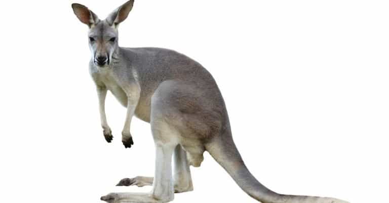Gray kangaroo isolated on a white background