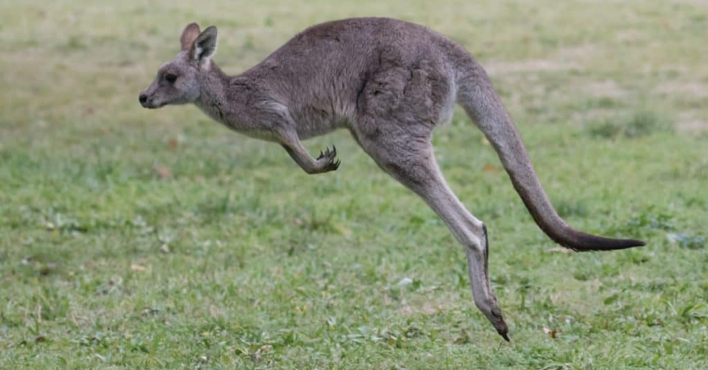 Jumping kangaroo