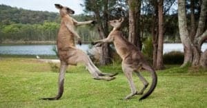 See Two Kangaroos Fighting Before One Throws the Other Through a Metal Fence photo