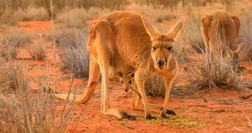 Red female kangaroo with a joey in a pocket, Macropus rufus, on the red sand of outback central Australia.