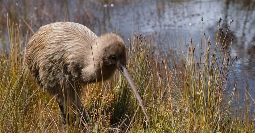 The national bird of New Zealand is the kiwi. 